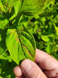 Image result for Cercospora hydrangea