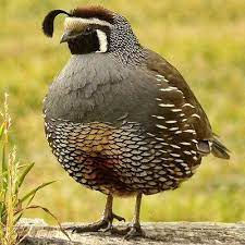 We did not find results for: Pictures Of State Birds Complete 50 Photo Gallery State Birds Wild Birds Unlimited Bird