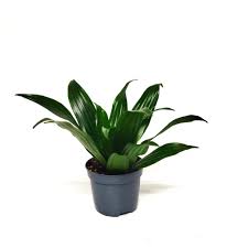Image result for Dracaena fragrans