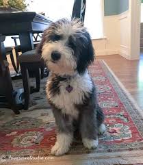 Black And White Parti Aussiedoodle Pin On Dog Days