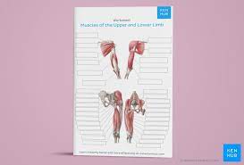 Human body for kids and human body size comparison. Learn All Muscles With Quizzes And Labeled Diagrams Kenhub