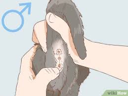 Kedinin Cinsiyeti Nasil Anlasilir 7 Adim Resimlerle Wikihow