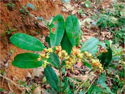 Image result for Campylospermum densiflorum