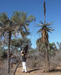 Image result for Ixora longipedunculata