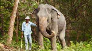 Elephant trekking ban: Is it a gray ...