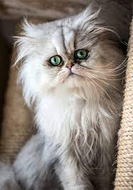 Pin On Cats