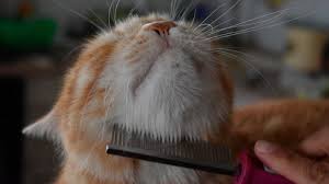 Fotos divertidas de gatos · gatitos divertidos. Peluqueria Felina Cuando Acudir A Un Profesional Blog De Cim Formacion