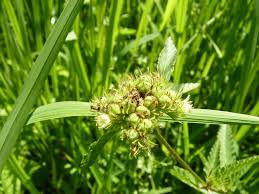 Image result for Melochia