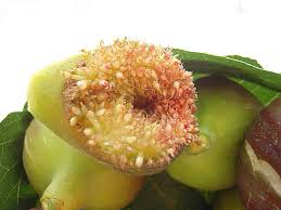Etrange Phenomene Sur Un Figuier Ficus Carica