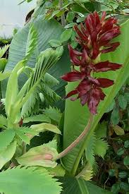 Image result for Melianthus major