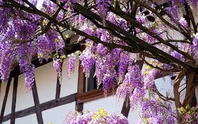 They are super easy to handle! Wisteria Tree Types How To Grow And Care For This Vine Florgeous