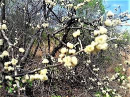 Image result for Cleistochlamys kirkii