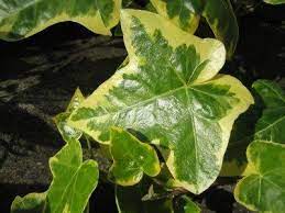 Variegated Ivy Care Tips To Grow A Healthy Variegated Ivy Plant Ivy Plant Indoor Plants Ivy Plants