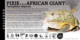 Image result for Pycreus africanus