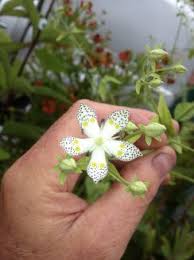 Image result for Swertia eminii