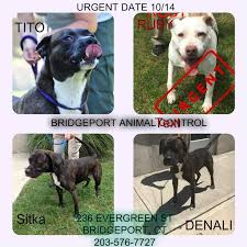 Maybe you would like to learn more about one of these? Barc Ct Bridgeport Animal Control Please These Dogs Only Facebook