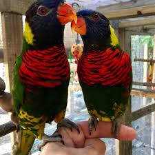 There are approximately 55 different species of these birds, but. Exotic Lories Forsten S Lory Facebook