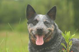 What you need to look out for is material, and creature comforts like easy. Australian Cattle Dog Zwinger Mccoy Nienborstel Schleswig Holstein Snautz De
