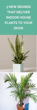 The Best Places To Buy Plants Online House Plants Low Light House Plants Plants