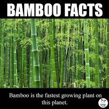 Twitter Cool Plants Fast Growing Plants Bamboo Garden