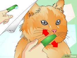 😹 funniest cats 😹 #shorts #youtubeshortsjust don't forget to subscribe to our channel. How To Check Your Cat S Teeth 11 Steps With Pictures Wikihow