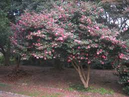 Japanese Camellia Patio Trees Camellia Tree Tree