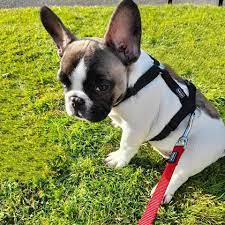 Nash French Bulldog Pupvote World S Biggest Pet Contest