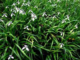 Check spelling or type a new query. Photo Of The Entire Plant Of Walking Iris Neomarica Gracilis Posted By Admin Garden Org