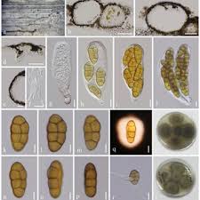 Image result for Sericanthe chimanimaniensis