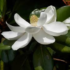 Image result for Magnolia