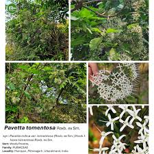 Image result for Pavetta sp. F