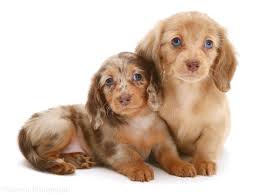 The breed was developed in germany, but came to the united states in 1870 to hunt rabbits and small game. Mini Dapple Dachshund Puppies For Sale In Va