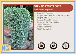 Image result for Anthephora argentea