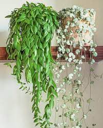 Pin On House Plant