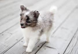 Maybe you would like to learn more about one of these? Auteur Ariel Hooray For Vooray Summer Bundle Giveaway Puppies Best Puppy Food Best Puppies