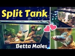 Pin On Aquarium Ideas