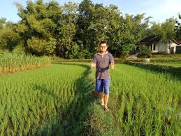 Kebanyakan sawah digunakan untuk bercocok tanam padi. Tengok Tanaman Padi Di Sawah Website Jurangjero