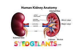 Blood vessels are the branches of the circulatory system that carries blood in the human body. Kidney Anatomy And Functions Labeled Diagram Importance Syedgilanis Com