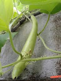 Image result for Lagenaria rufa