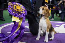 It will cover those over 60 years of age and 45+ with comorbidities. Candy Kennel Beagles