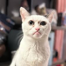 What are your favorite cat treats ?...