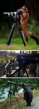 These Adorable Photos Capture The Unexpected Encounters Between Photographers And Their Subjects Some Animals Seem To Want To Help Out Others Funny Animals Animals Beautiful Animals