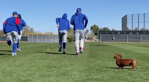 The cactus league has collaborated with state, county and municipal health officials to provide a safe and secure environment for the 2021 spring training season. The Star Of The Early Part Of Cubs Spring Training Anthony Rizzo S Dog Kevin Wgn Tv