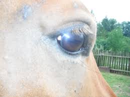 Tlak v oku alebo pocit tlaku v oku je tlak, ktorý cíti človek v oku, ale aj za okom. Diskuze Equichannel Cz