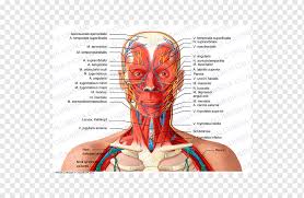Anatomy head and neck anatomy of neck area. Head And Neck Anatomy Organ Human Body Tonsil Face Head Human Png Pngwing