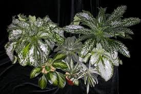 Image result for Streptocarpus goetzei