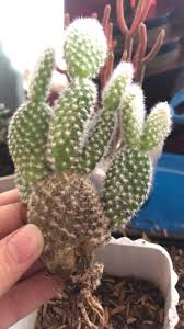 They will likely root and give you a new healthy plant. Is My Bunny Ear Cactus Okay Noticed A Huge Chunk Missing From The Bottom Ear Succulents