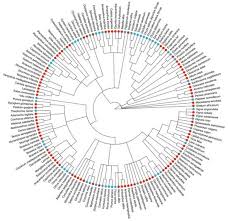 Image result for Macrotyloma africanum
