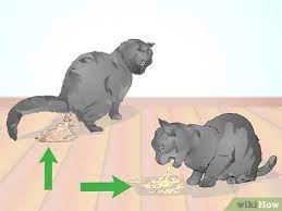 Suhu tubuh menjadi salah satu indikasi adanya penularan virus corona. 4 Cara Untuk Memeriksa Demam Pada Kucing Wikihow