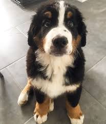 Bernese Mountain Dog Black Brown And White Fluffy Dog 3 Twitter Cute Dogs Dogs Puppies
